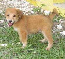 puppy